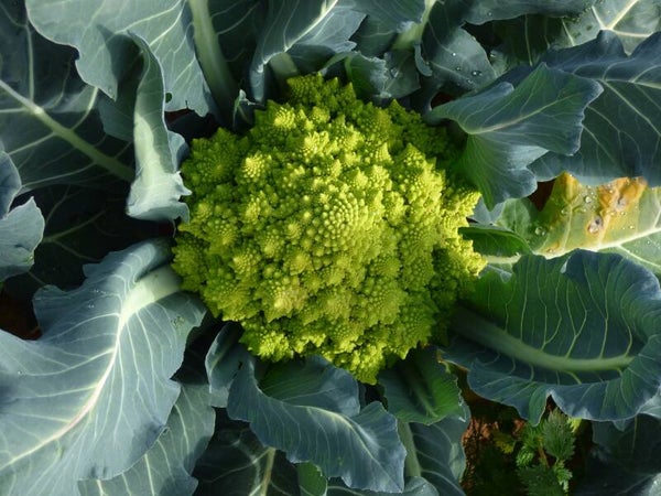 chou-fleur romanesco ( À la pièce)