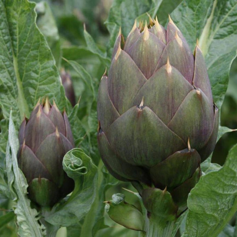 Carciofi di albenga al pezzo
