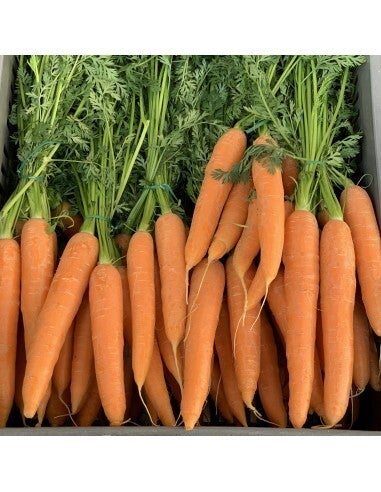 Carottes 🥕