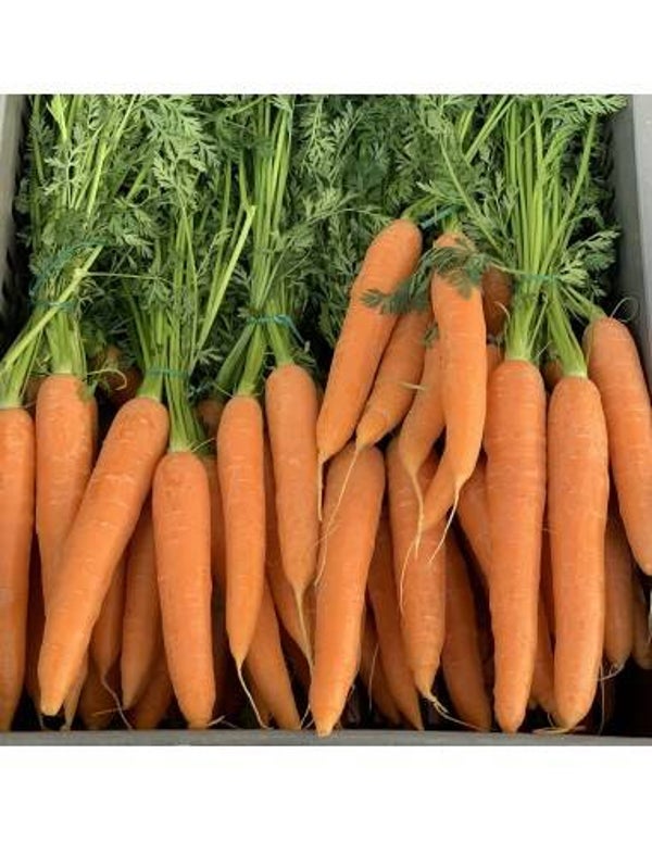 Carottes 🥕