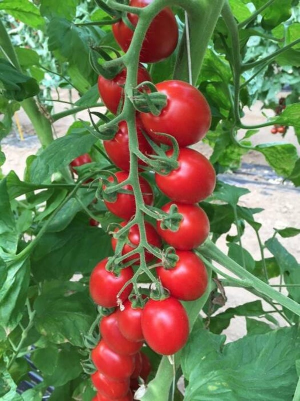 Tomate Piccadilly