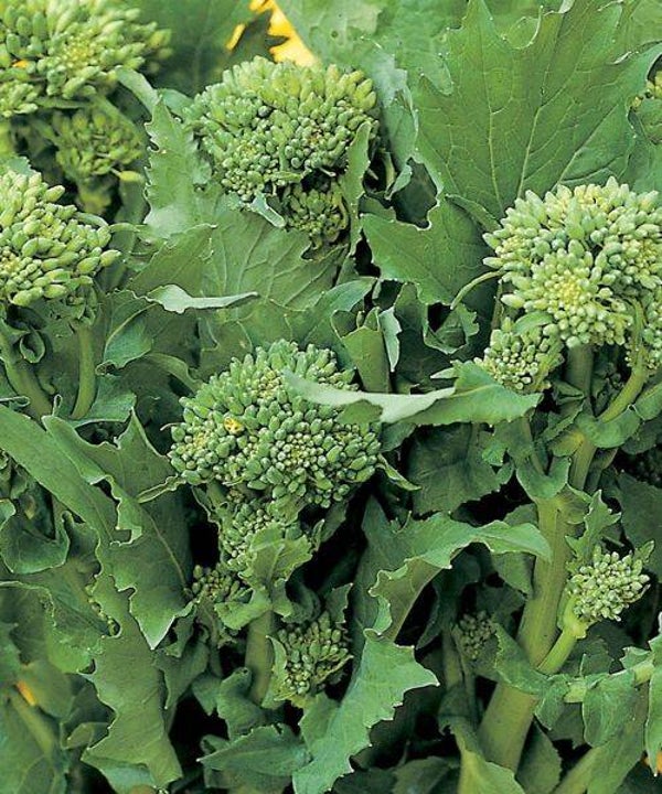 Cime di rapa al kg
