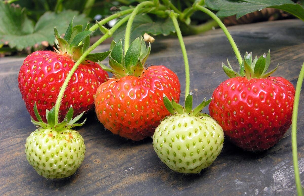 Fraise 🍓 (250gr)