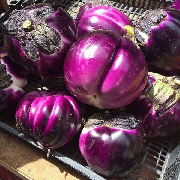 Aubergine violet