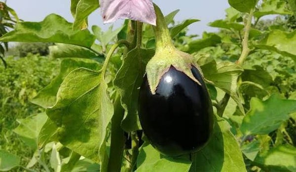 Aubergines noires