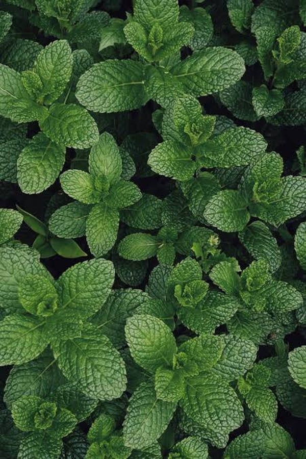 Menthe bouquet