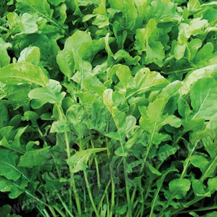 Roquette ( (sachet de 300 g)