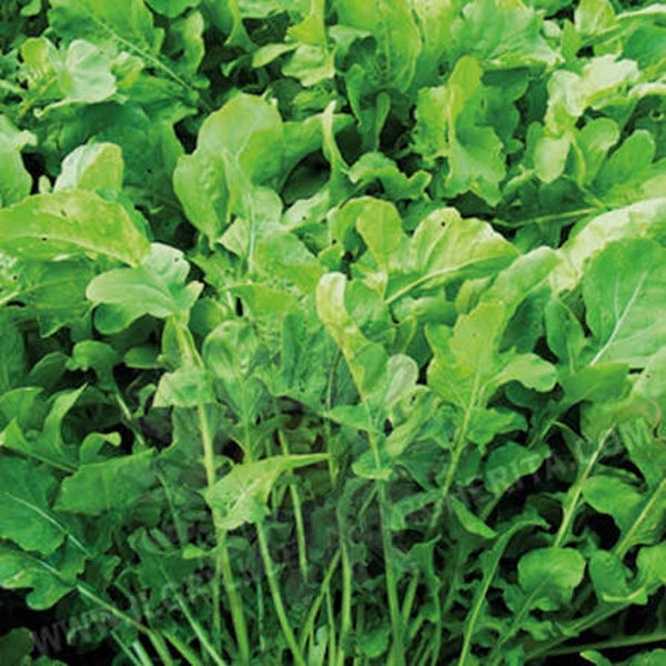Roquette ( (sachet de 300 g)