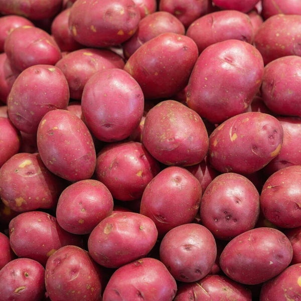 Pomme de terre rouge ( ou kilo)