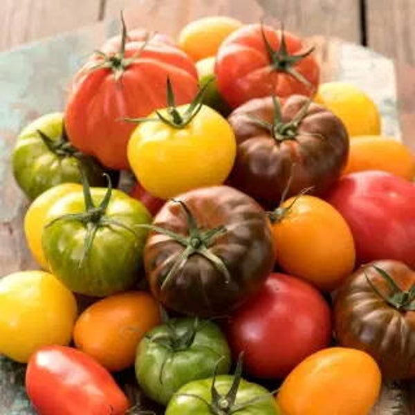Tomate Marmande color mix