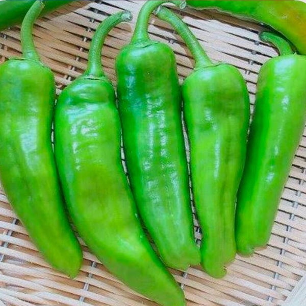 Poivron friggitelli( vert)