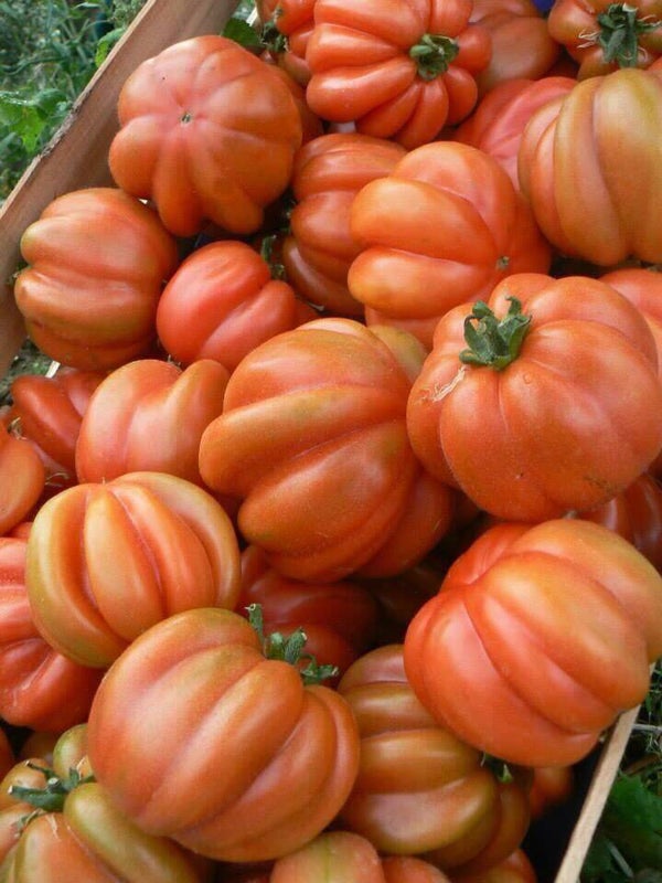 Tomate Cour de boeuf