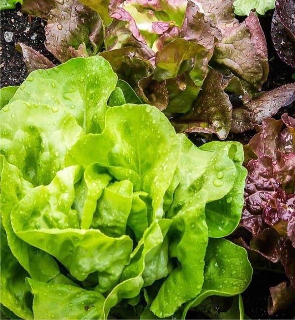 Salade( à la pièce)