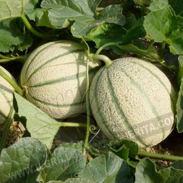 Melon 🍈( là pièce)