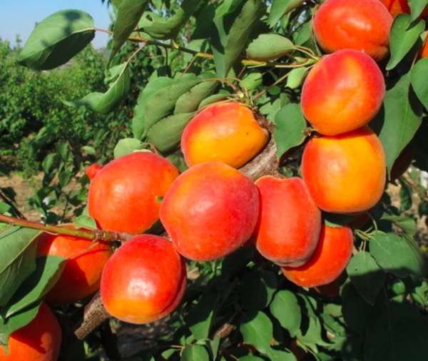 Abricots italien