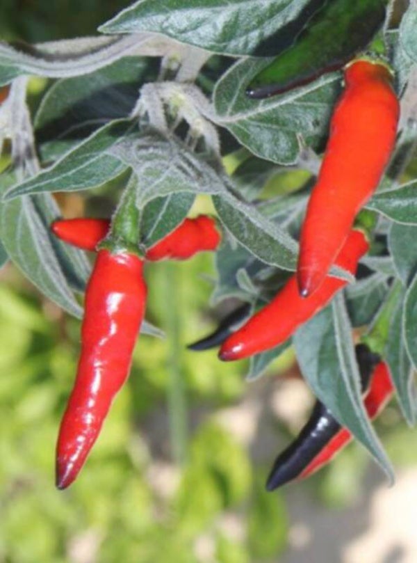 Piment rouge ( 200g)