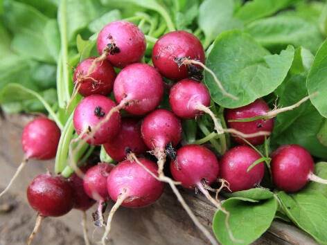 Radis rouge ( bouquet)