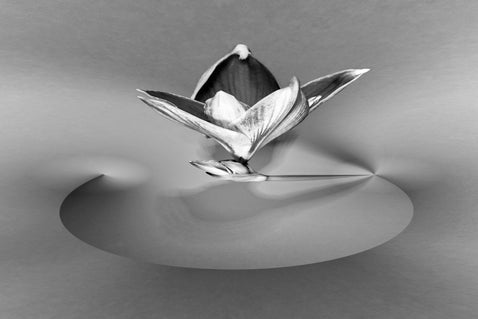 Digitale bewerking van de Amaryllis in zwart/wit