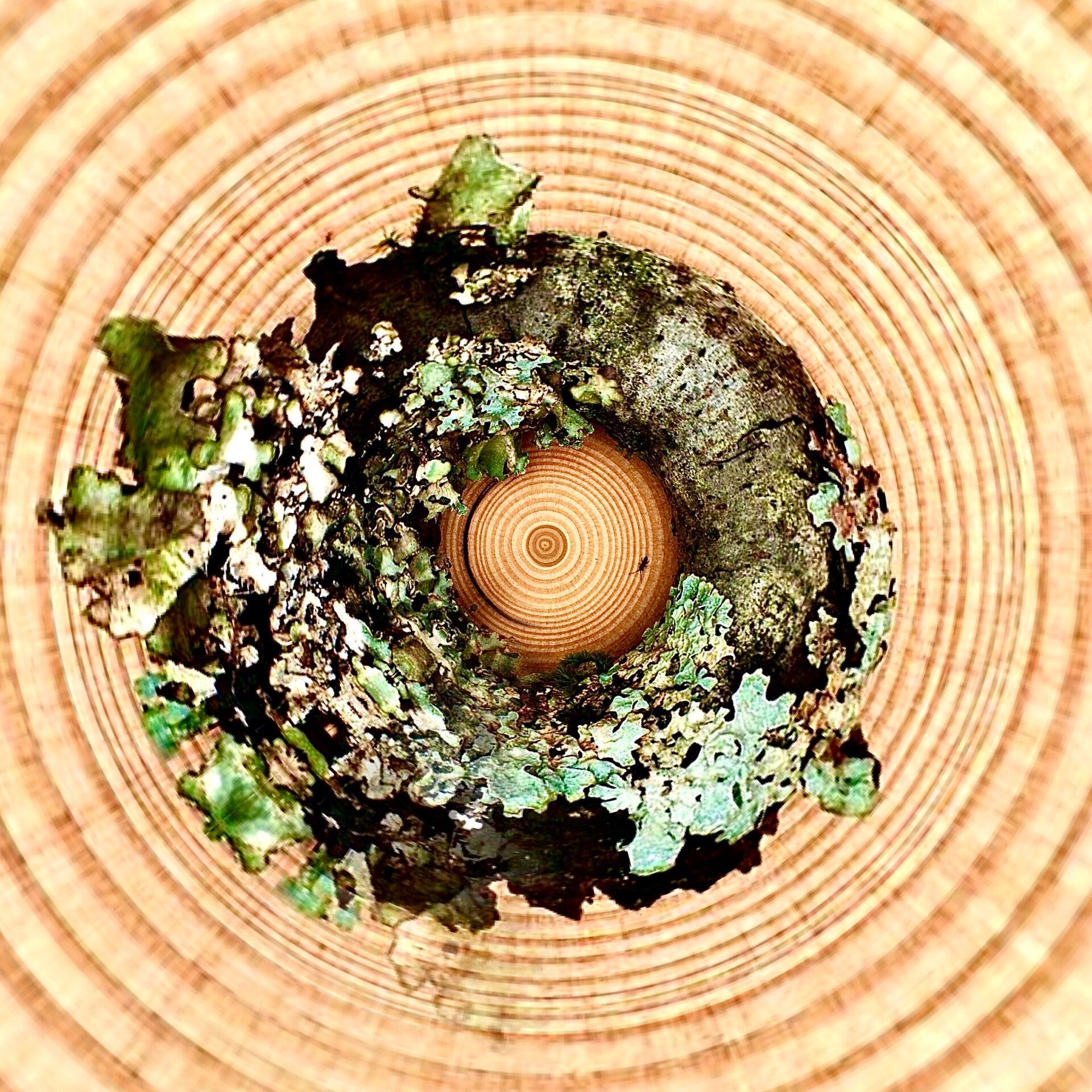 De rechte nerf  op een plank teruggebracht naar de jaarringen van een boom.