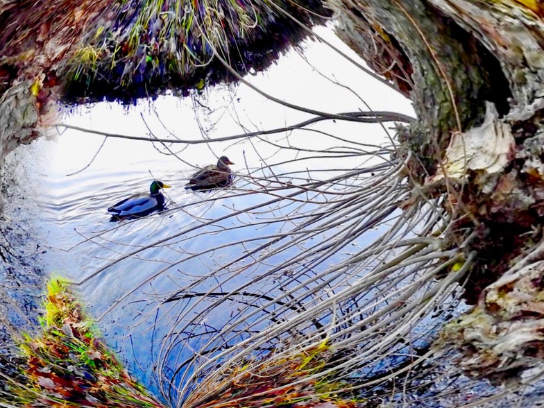 Digital Art: De eenden en de knotwilg.