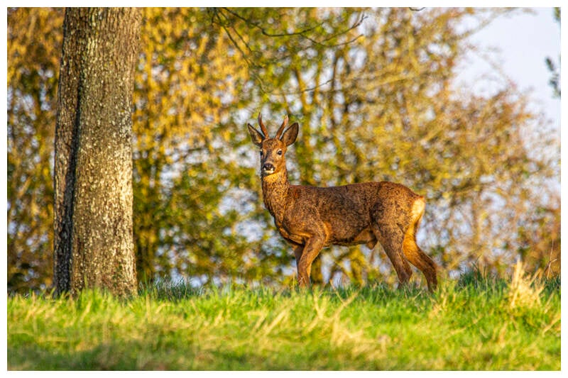 _mg_2917-il-me-regarde-de-haut-celui-l-standard-d0xlvl.jpg