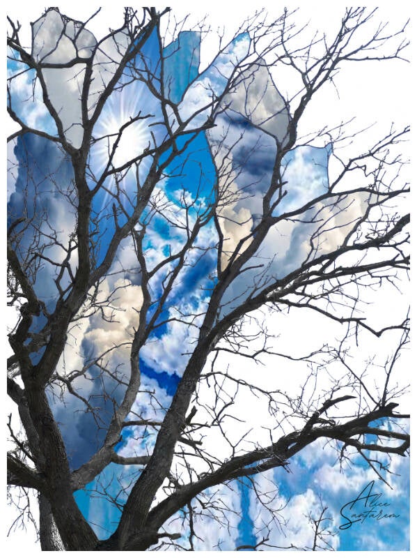 arbre-bleu-standard-24trqe.jpg