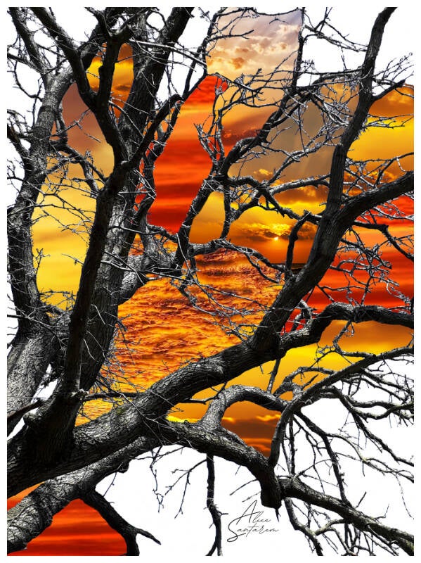 arbre-orange-standard-vt3gcj.jpg