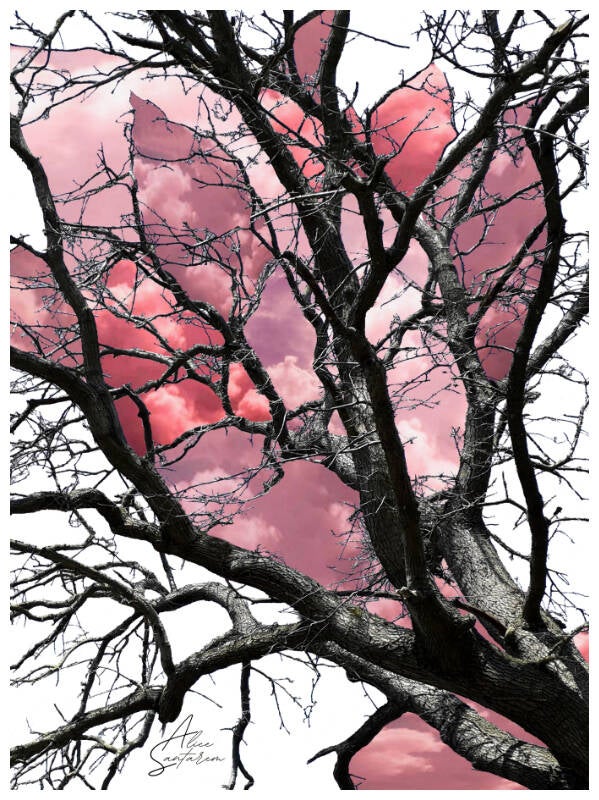 arbre-rose-standard-zi85oi.jpg