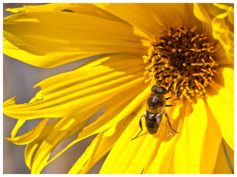 bosshard-christian-abeille-standard-3e3ar0.jpg