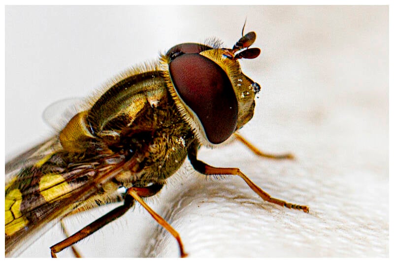 cb-syrphe-vitripennis-20-x-30-standard-t5mejf.jpg