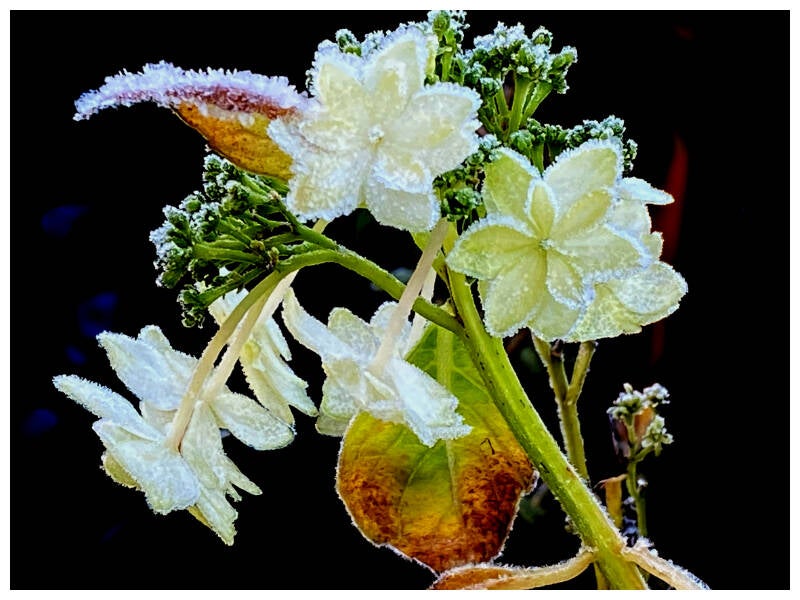 ell-bores_rose-de-noel-standard.jpg