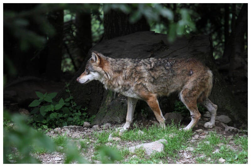 img_5071-allez-mon-loup-standard-iu4s01.jpg