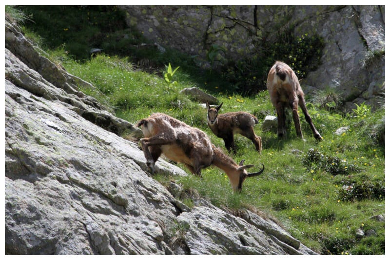 img_6240-chamois-dans-le-mercantour-standard-d87adp.jpg