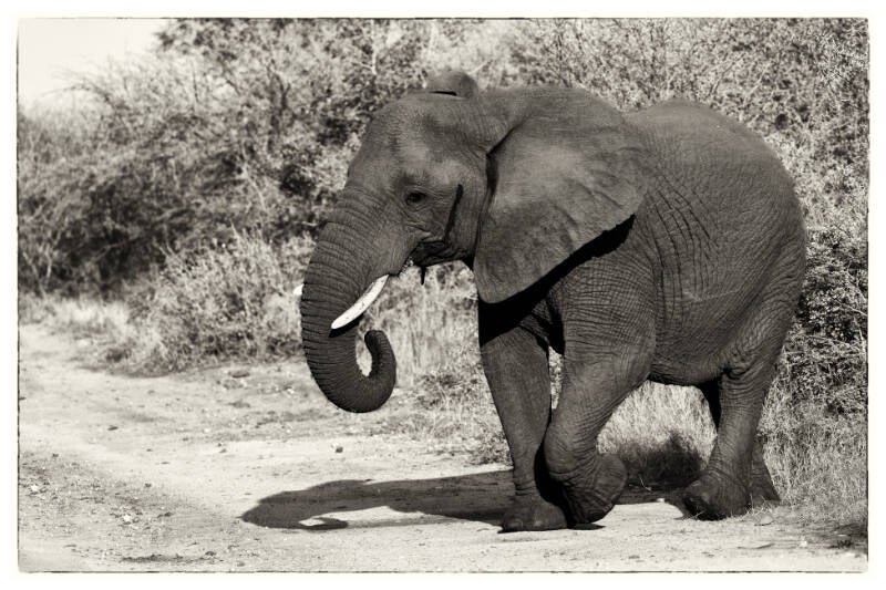 pages-luc-el-phant-standard.jpg