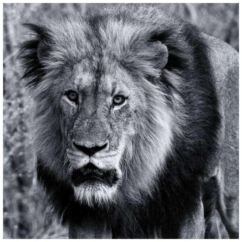 pages-luc-lion-standard.jpg