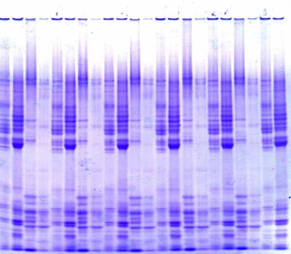 Sortype Kit for Crop Variety Typing