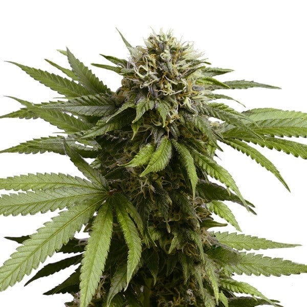 Apple Fritter (Royal Queen Seeds) 3 zaden