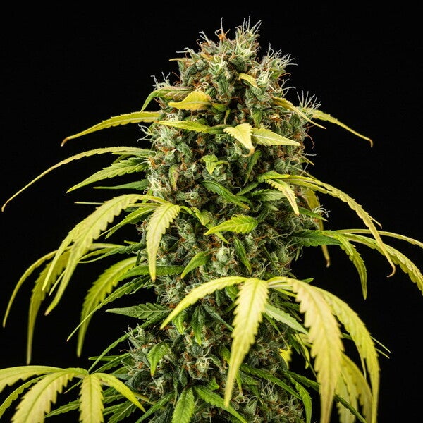 Cherry Pie Auto (Royal Queen Seeds) 3 zaden