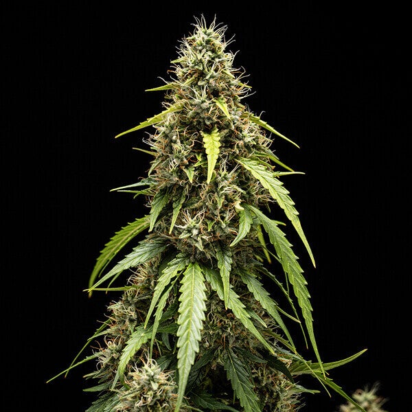 Corkscrew (Royal Queen Seeds) 3 zaden