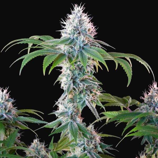 Dynamite Diesel (Royal Queen Seeds) 3 zaden