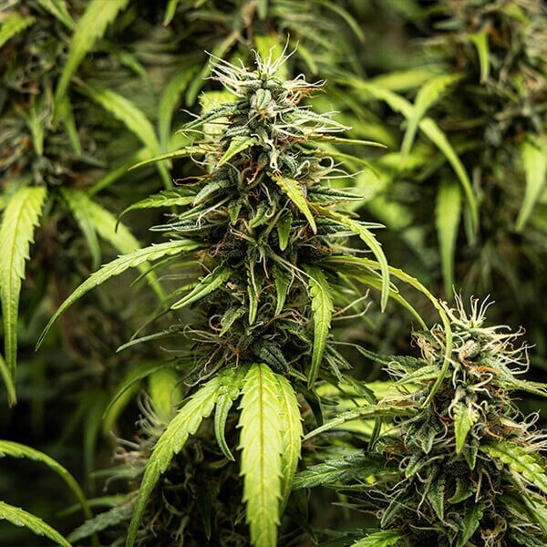 GOAT'lato (Royal Queen Seeds) 3 zaden
