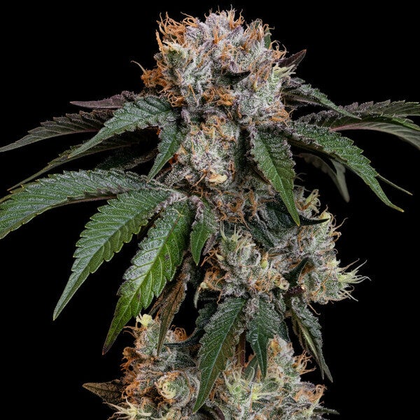 Lemon Shining Silver Haze (Royal Queen Seeds) 3 zaden