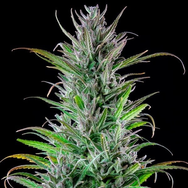 Northern Light (Royal Queen Seeds) 3 zaden