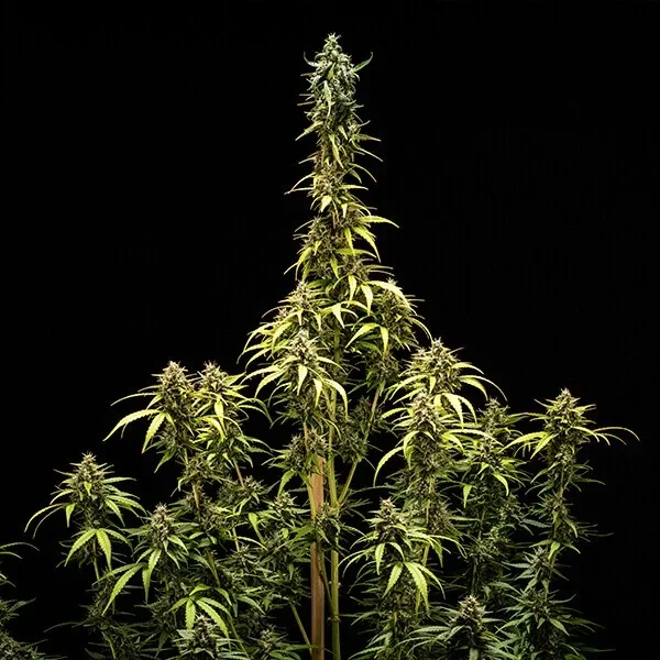 NYC Sour D (Royal Queen Seeds)