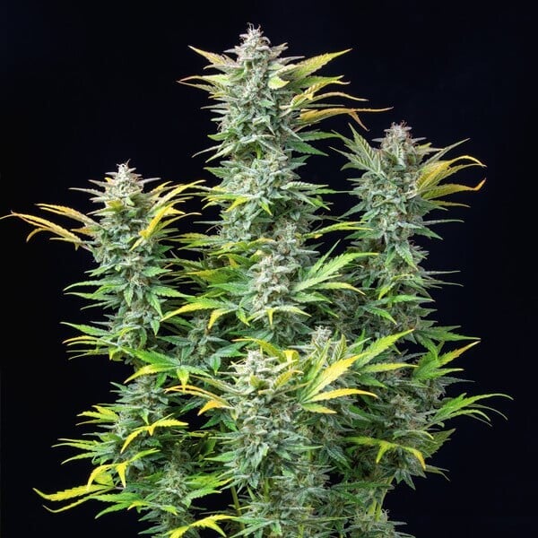 Quick One Auto (Royal Queen Seeds) 3 zaden