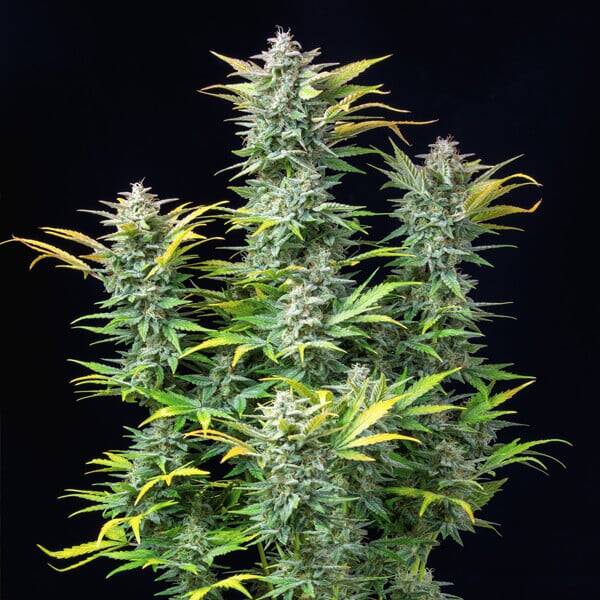 Quick One Auto (Royal Queen Seeds) 3 zaden