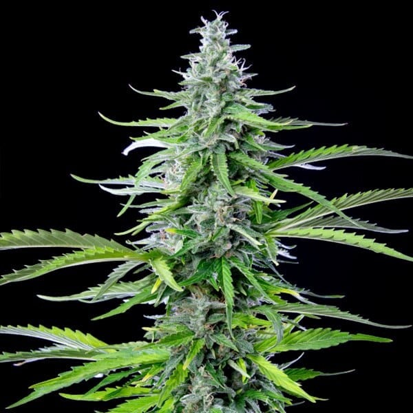 Royal Cookies Auto (Royal Queen Seeds) 3 zaden