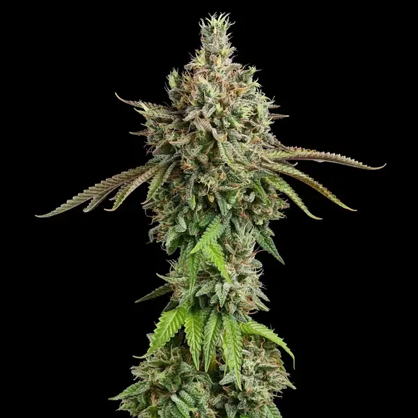 Royal Cookies (Royal Queen Seeds) 3 zaden