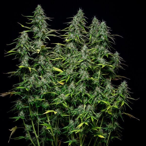 Royal Gorilla Auto (Royal Queen Seeds) 3 zaden