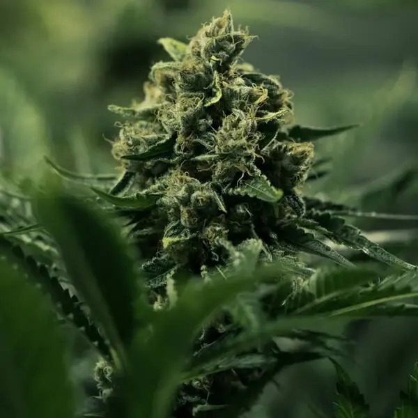 Royal Gorilla (Royal Queen Seeds) 3 zaden
